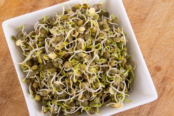 green lentil sprout