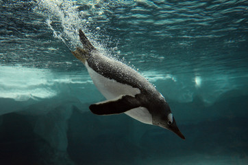 Gentoo Penguin zwemt onder water