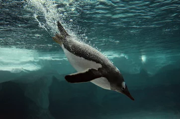 Papier Peint photo Pingouin Gentoo Penguin nager sous l& 39 eau