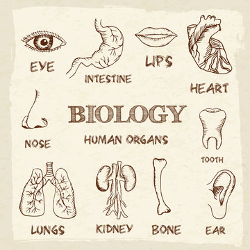 human organs in sketches style set. Vector illustration backgrou