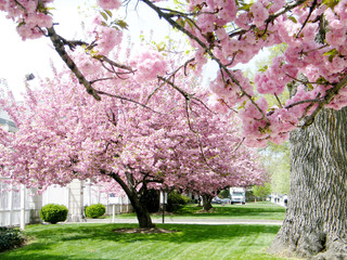 Washington Sakura tree 2010