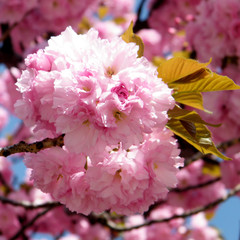 Washington The Sakura flower 2010