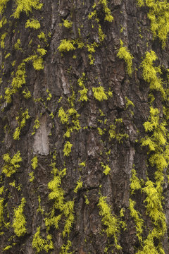 Mossy Tree Bark