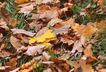 feuilles morts d'automne