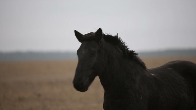 Lonely wounded black horse in an autumn field.