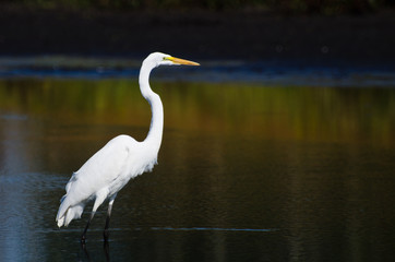 Obraz premium Great Egret Hunting for Fish in Autumn