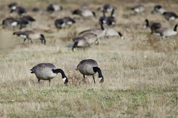 Canada Geese Feeding and Resting in the Autumn Field