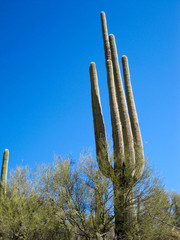 Giant Saguaro rising above Palo Verde