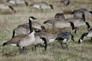Canada Geese Feeding and Resting in the Autumn Field