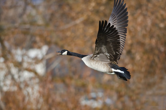 Canada Goose Flying Across the Autumn Woods