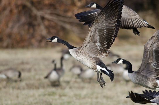 Canada Geese Taking to Flight from an Autumn Field