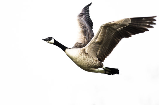 Canada Goose Flying on White Background with Wings Outstretched