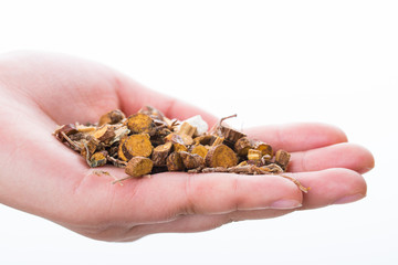 Holding Chinese traditional herbal.