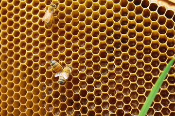 Honey Bees in their Hives