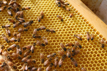 Honey Bees in their Hives