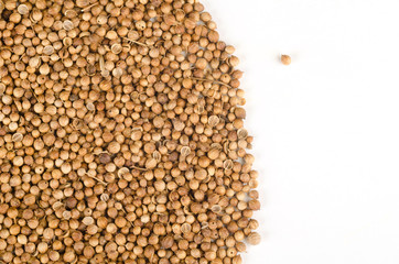 Coriander