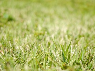 Green grass background texture