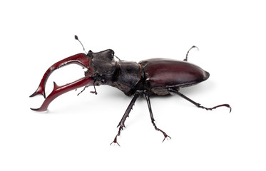 Brown stag beetle Lucanus cervus, the largest european beetle