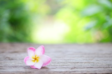 Obraz na płótnie Canvas Frangipani flower on wooden table