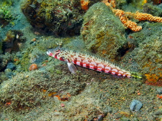 Coral fish, Island Bali, Tulamben