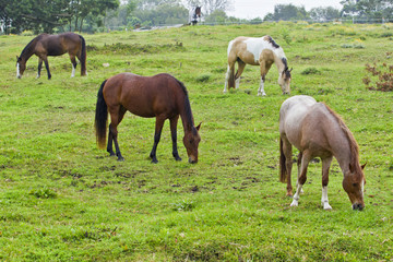 Beautiful brown horses grazing