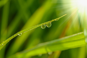 Fresh grass green with dew drops