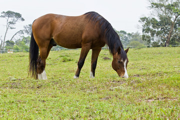 Naklejka na ściany i meble Brown horse with white markings