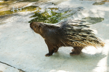 Porcupine at wildlife domestic station inThailand