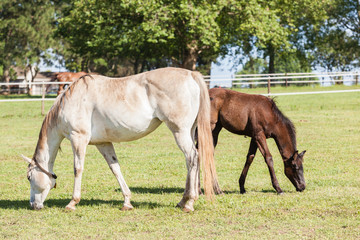 Obraz na płótnie Canvas Horse Foal Colt Stud Farm