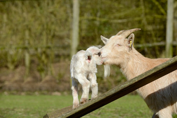 Obraz premium Zicklein