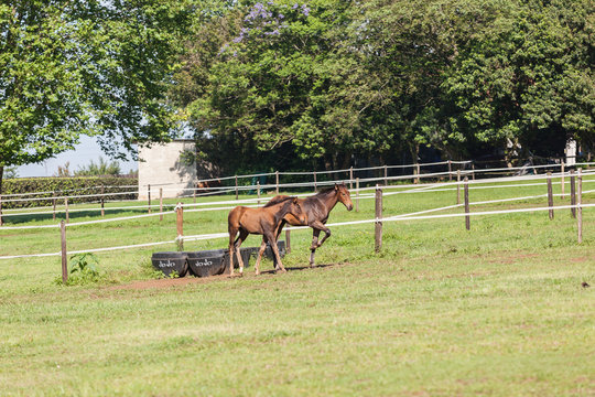 Horse Foal Colt Stud Farm
