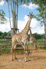 Giraffe in zoo at Singha park Chiang Rai,Thailand