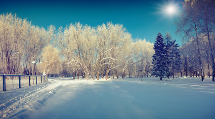 Sunny winter landscape in the city park.