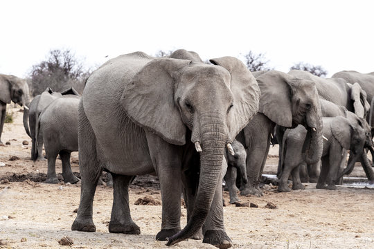 A herd of African elephants drinking at a muddy waterhole