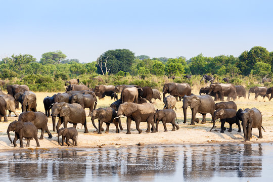 A herd of African elephants drinking at a muddy waterhole