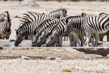 Fototapeta na wymiar Zebra drinking on waterhole