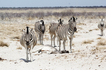 Fototapeta na wymiar Zebra in african bush