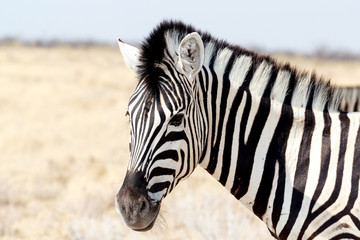 Naklejka premium Zebra portrait. Burchell's zebra, Equus quagga burchellii.