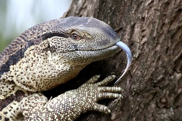 Leguaan or Water Monitor Reptile