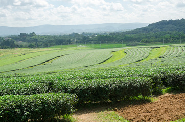 tea plantation at Singha Park,Chiang Rai Thailand
