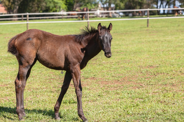 Obraz premium Horse Foal Colt Stud Farm