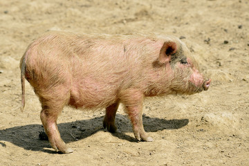Pink piglet (Sus) on ground and seen from profile