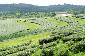 tea plantation at Singha Park,Chiang Rai Thailand