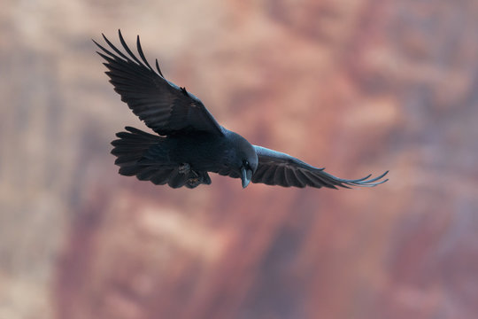 Raven flying with red rocks in background