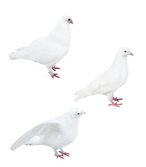 isolated on white three pigeons