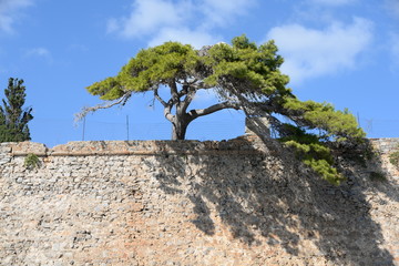 Baum auf einer Mauer