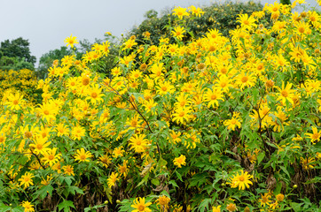 Mexican sunflower at Doi Hua Mae Kham,Chiang Rai Thailand