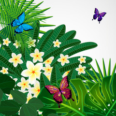 Floral design background. Plumeria flowers, tropical leaves.