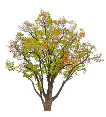 multi colored fall isolated tree