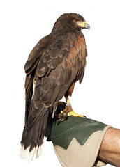 Adler auf Handschuh freigestellt